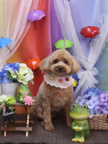 20230608パンちゃん